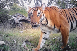 Want To Save Tigers? Better Have Your Numbers Straight